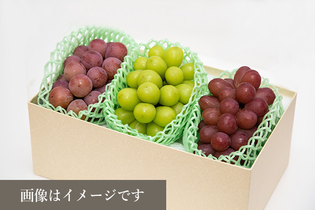 R-3 種無しおまかせセット3房（2品種 約1.5kg）