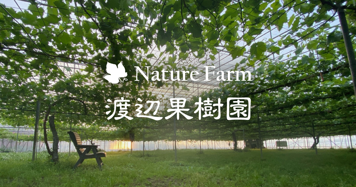 渡辺果樹園 | 新潟の洋ナシ《ルレクチェ》、ぶどう《シャイン